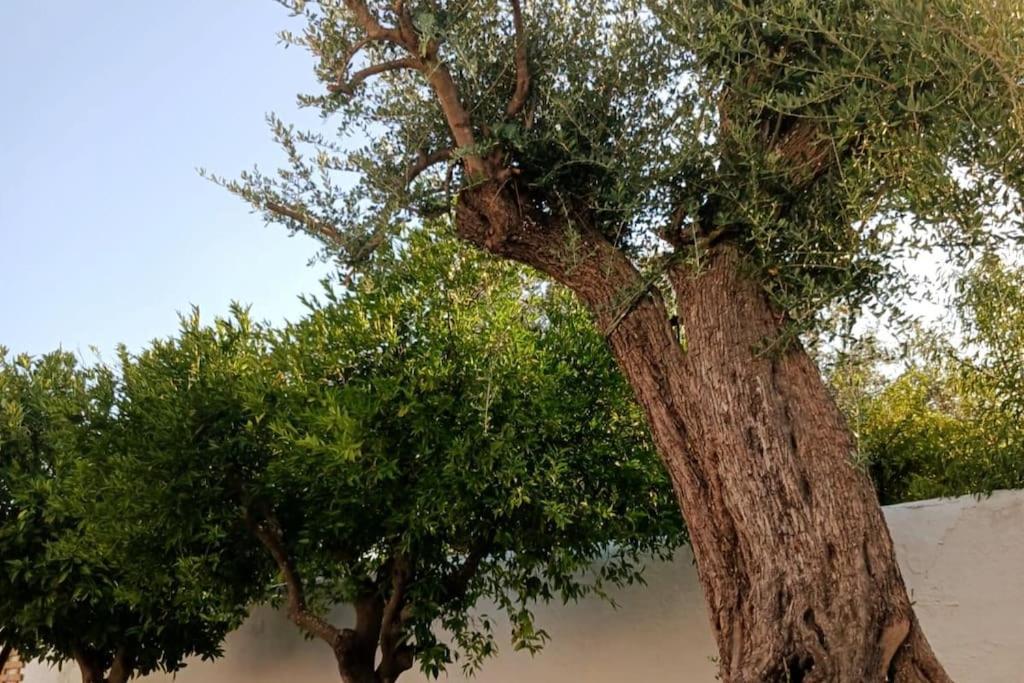 A Casa Do Barqueiro- Alentejo Βίλα Pedrogao  Εξωτερικό φωτογραφία